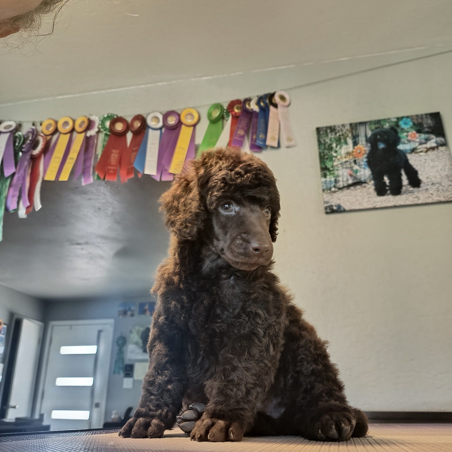 brown groomed puppy with ribbons in the back