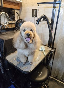 A freshly groomed poodle sits on a grooming table, surrounded by grooming tools and loose fur.