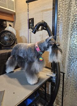 A Schnauzer with a pink collar stands on a grooming table next to a dryer hose in a grooming salon.