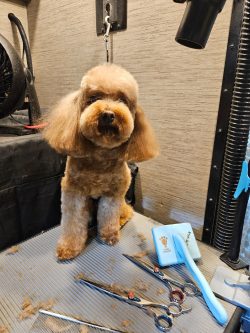 A freshly groomed poodle sits on a grooming table with scissors and a brush in front.