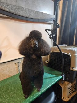 A black poodle with a groomed coat sits on a green table next to a dog crate inside a room.