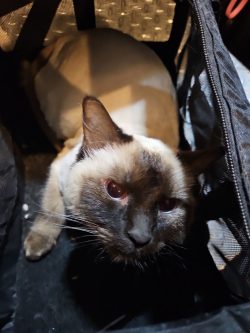 A Siamese cat with dark facial markings sits inside a black, partially unzipped bag, looking up at the camera.