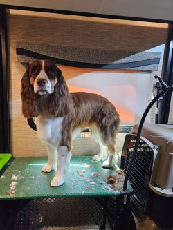 A brown and white dog stands on a grooming table with trimmed fur around, next to a pet crate.