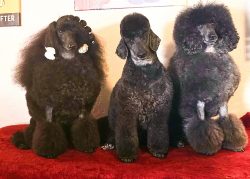 Three black standard poodles sit side by side on a red surface, looking at the camera.