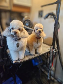 Two small, freshly groomed poodles sit side by side on a grooming table in a pet salon.