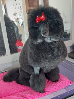 A black poodle with a red bow on its head sits on a pink mat in front of a mirror.