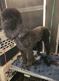 A freshly groomed dark curly-haired dog stands on a grooming table with trimmed fur on the surface.
