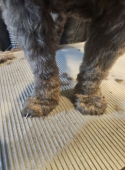 Close-up of a cat’s front legs and paws standing on a textured surface.