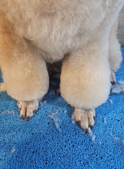 Close-up of a fluffy animal's front legs and paws on a blue textured surface, with some loose fur visible.