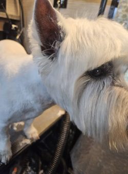 A white dog with trimmed fur stands on a grooming table, facing slightly away from the camera.