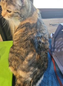A calico cat sits on a blue surface next to a green table and a purple bag, looking slightly to the left.