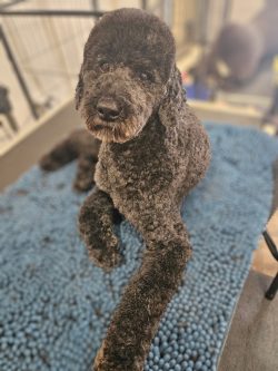 A curly-haired black dog sits on a textured blue mat, looking up toward the camera in an indoor setting.