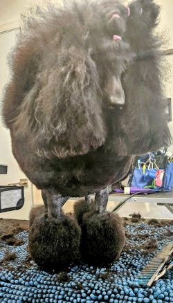 Black poodle with a styled, fluffy coat standing on a grooming table with grooming tools nearby.