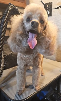 A poodle with a freshly groomed coat stands on a grooming table with its mouth open and tongue out.