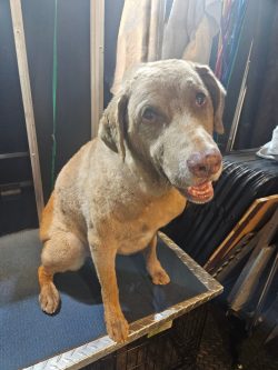 Brown dog with short fur sits on a grooming table, looking up with mouth slightly open. Towels hang in the background.