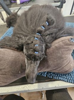 Black poodle lying on a brown pillow with its hair tied in multiple sections using blue bands.