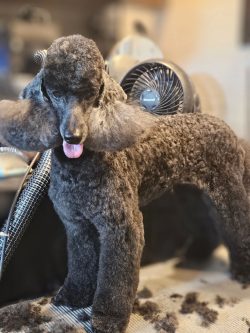 A black poodle standing on a grooming table with trimmed fur and a fan in the background.