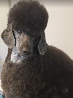 A black standard poodle with a thick, curly coat and trimmed ears looks toward the camera indoors.