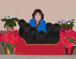 A woman sits behind six black poodle puppies in a red box, surrounded by poinsettias and flowering plants.
