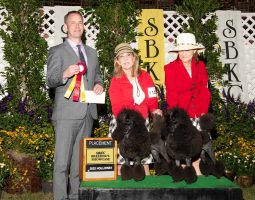 Three people pose with two groomed poodles at a dog show, holding a ribbon and a "Placement" award plaque.