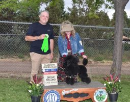 A man holds a green ribbon next to a woman presenting a black poodle at a dog show podium for a group second place award.