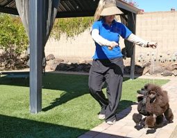 Woman walking a dark brown standard poodle on a leash in a sunny backyard with a gazebo and stone pathway.