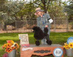 A woman stands with a groomed black poodle on a table at a dog show, with awards and flowers displayed nearby.
