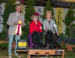 Three people pose with two black poodles at a dog show, holding ribbons and standing by award signage and banners.